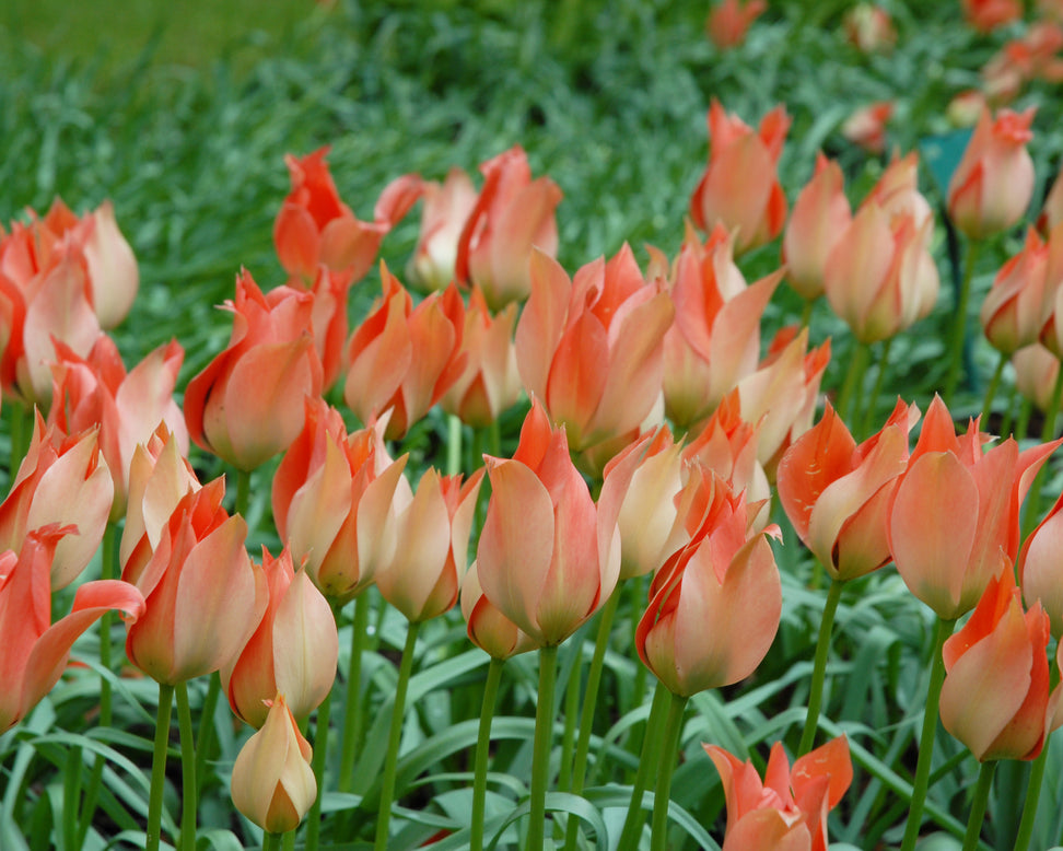 Tulip 'Salmon Gem'