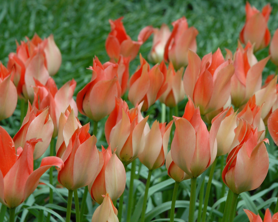 Tulip 'Salmon Gem'