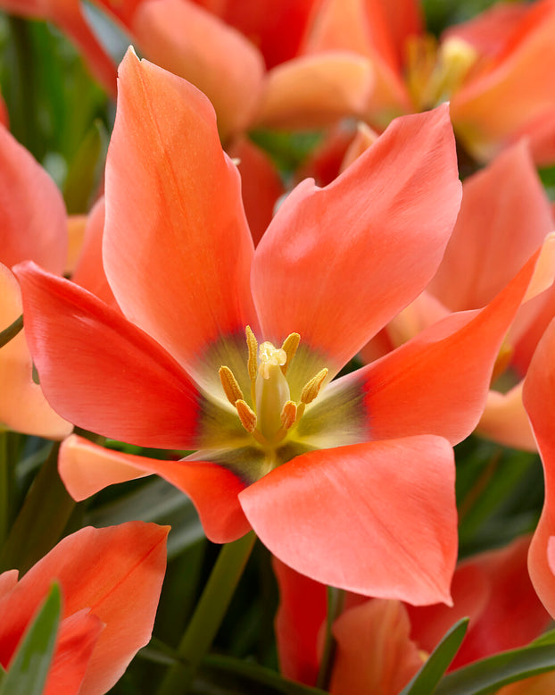 Tulip 'Salmon Gem'