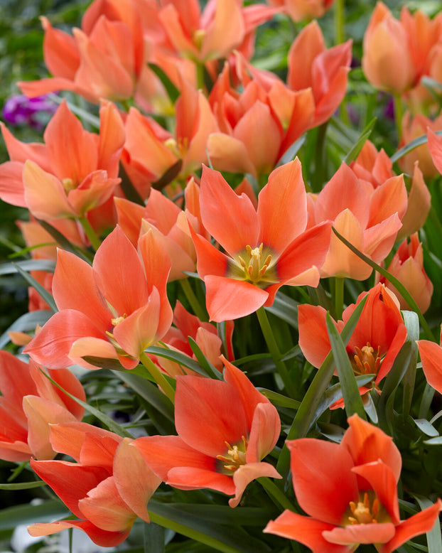 Tulip 'Salmon Gem'