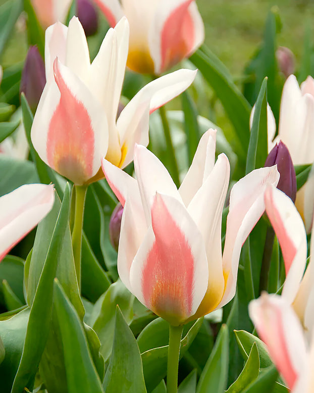 Tulip 'Serano'