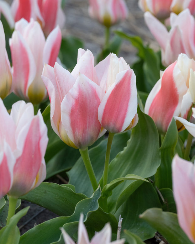 Tulip 'Serano'