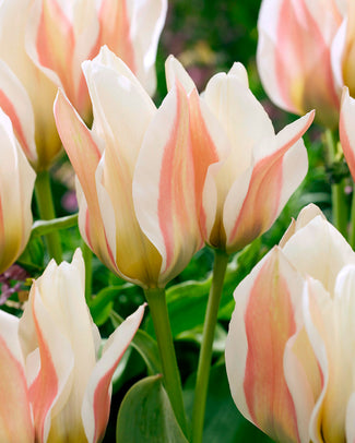 Greigii tulips