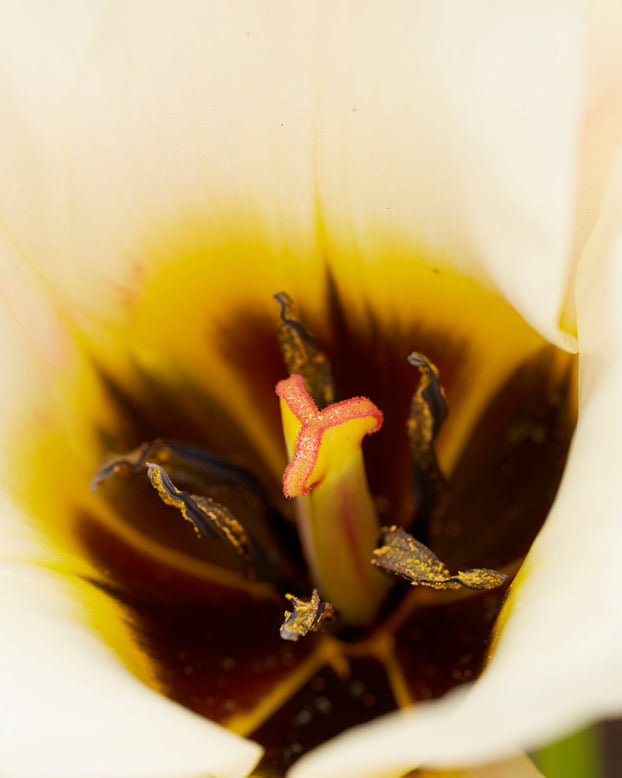 Tulip 'Serano'