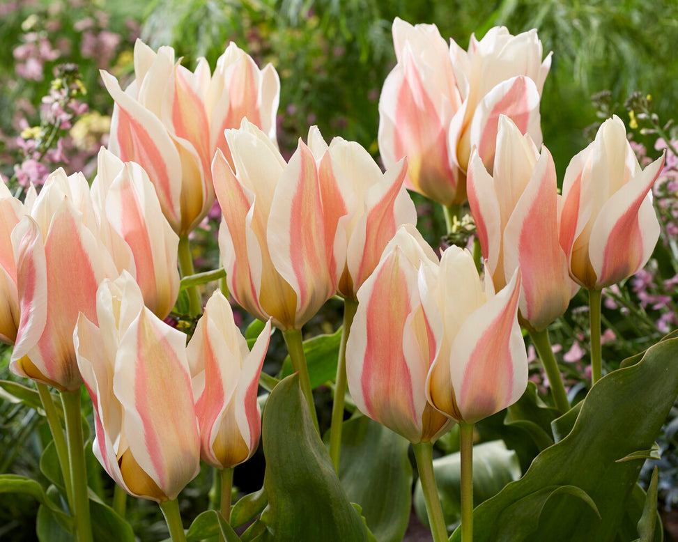 Tulip 'Serano'