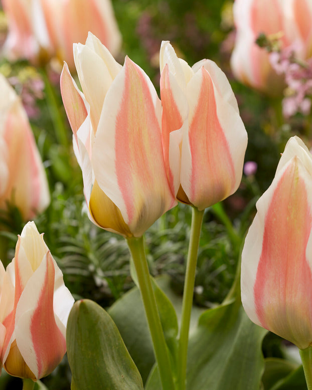 Tulip 'Serano'