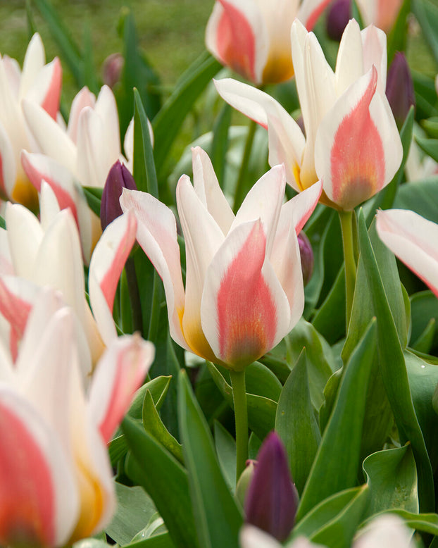 Tulip 'Serano'