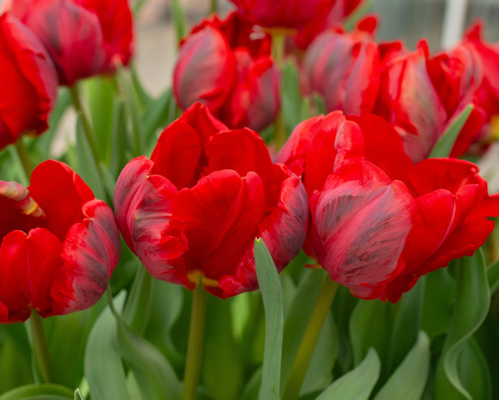 Tulip 'Shining Parrot'