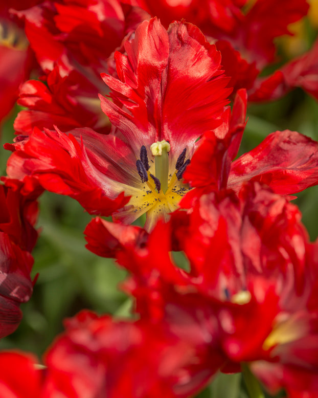 Tulip 'Shining Parrot'