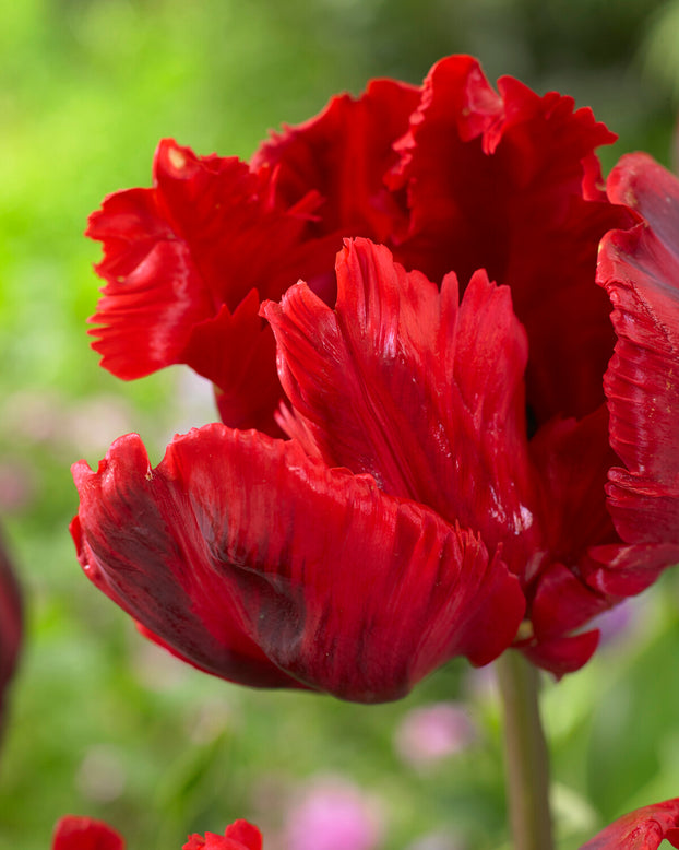 Tulip 'Shining Parrot'