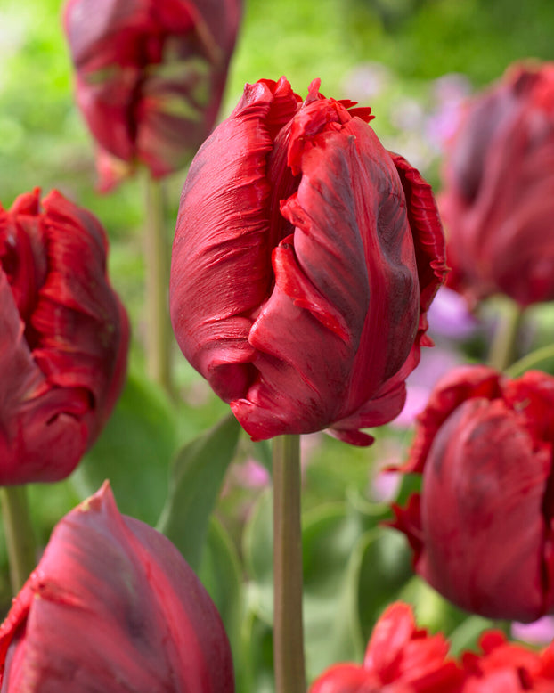 Tulip 'Shining Parrot'