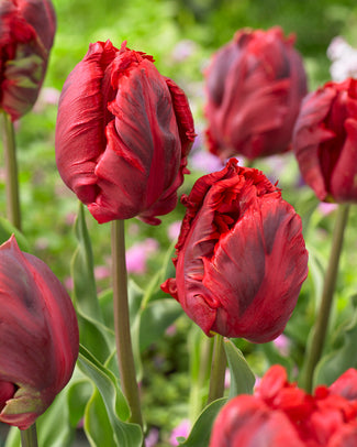 Tulip 'Shining Parrot'