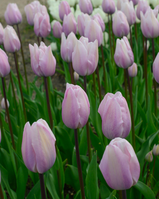 Tulip 'Silver Cloud'