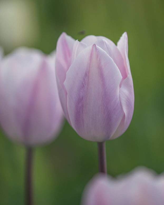 Tulip 'Silver Cloud'