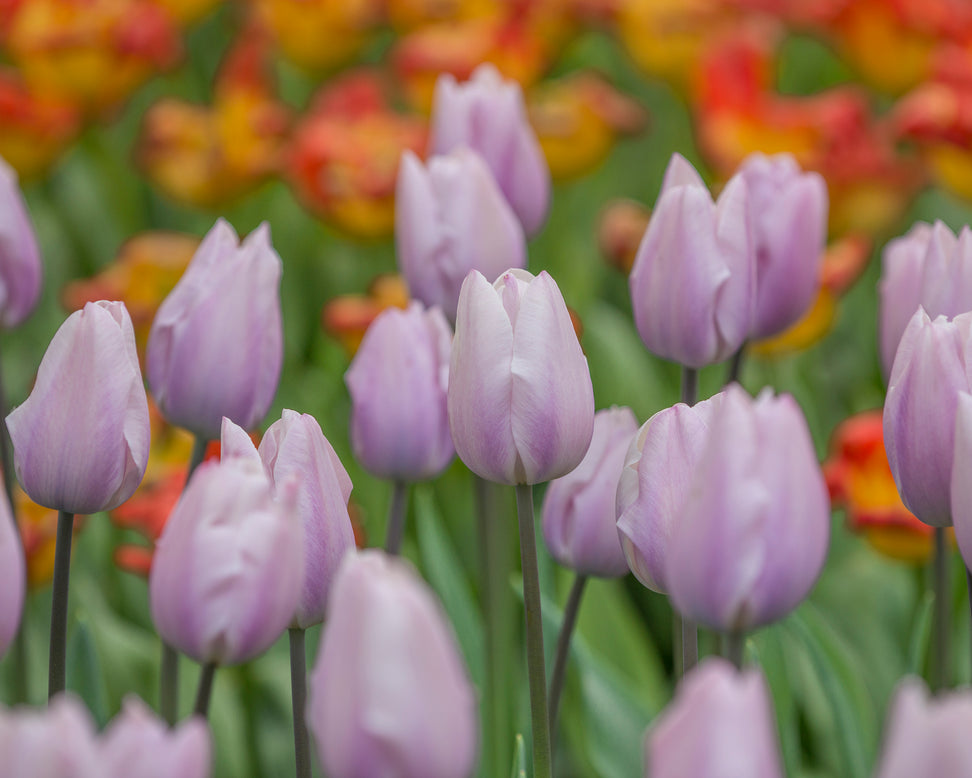 Tulip 'Silver Cloud'