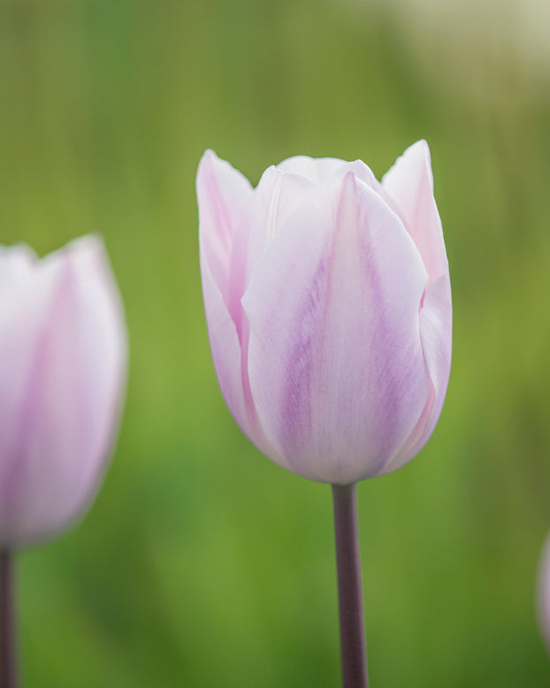 Tulip 'Silver Cloud'