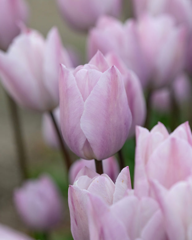 Tulip 'Silver Cloud'