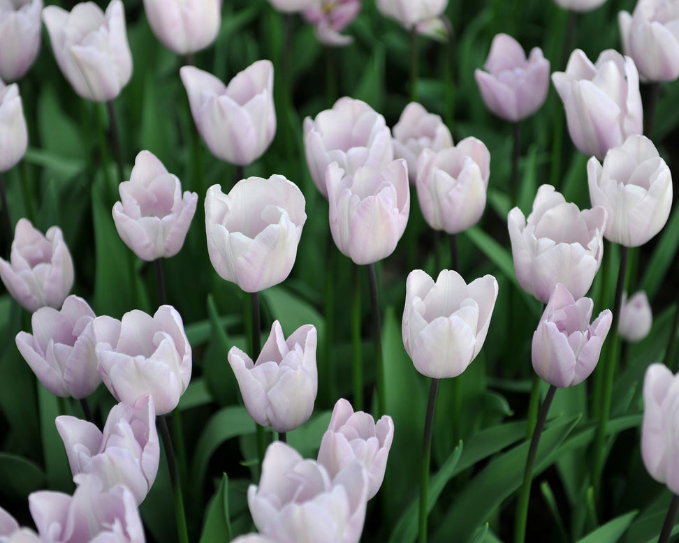 Tulip 'Silver Cloud'