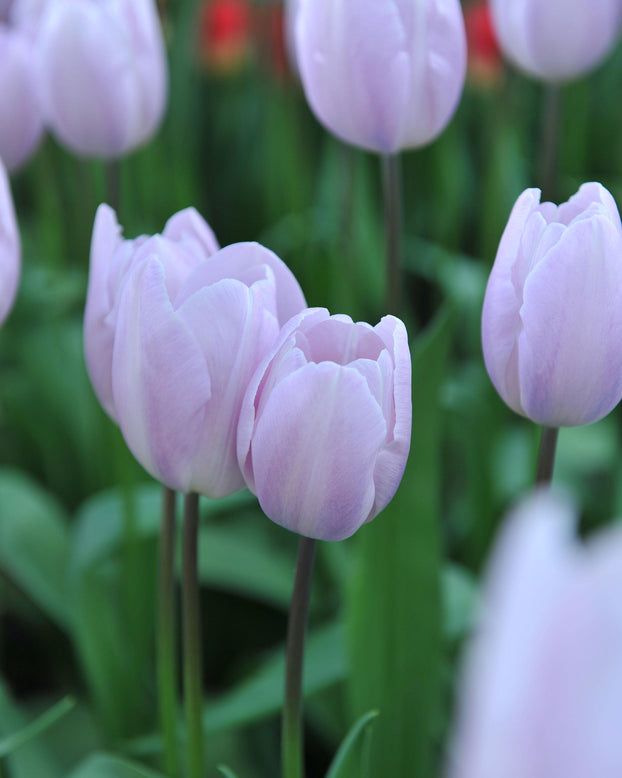 Tulip 'Silver Cloud'