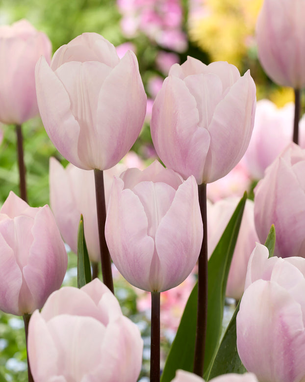 Tulip 'Silver Cloud'