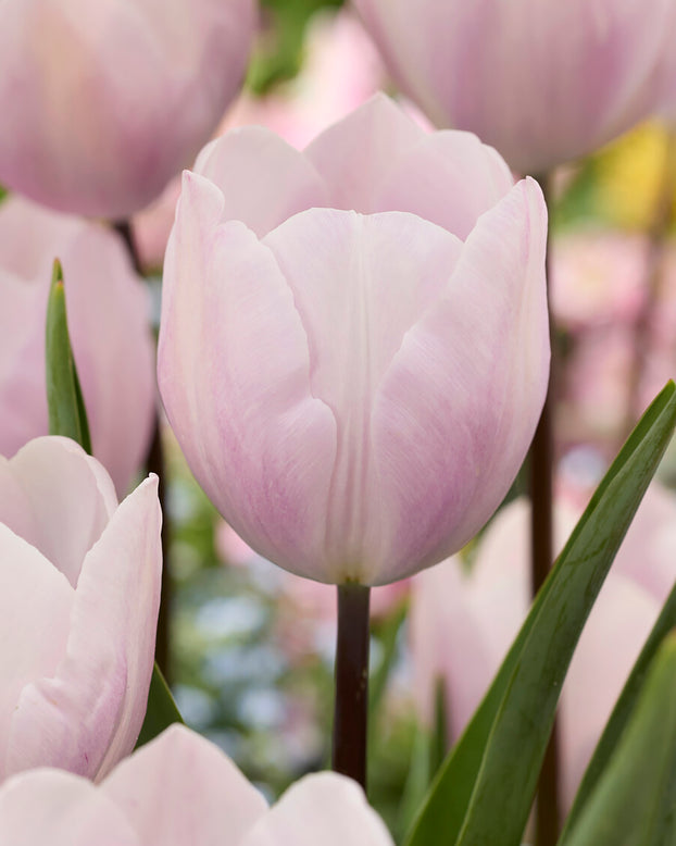 Tulip 'Silver Cloud'