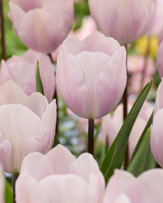 Tulip 'Silver Cloud'