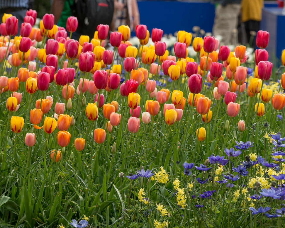 Tulip 'Single Late Mixed'