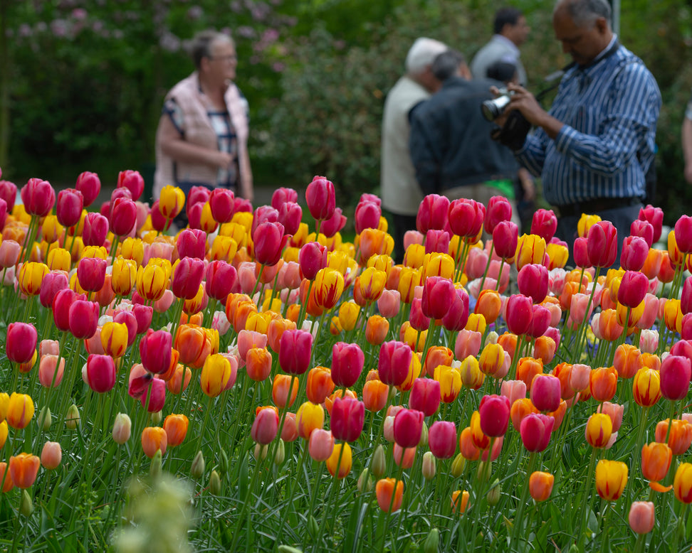 Tulip 'Single Late Mixed'