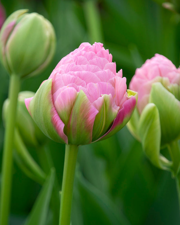 Tulip 'Strawberry Cream'