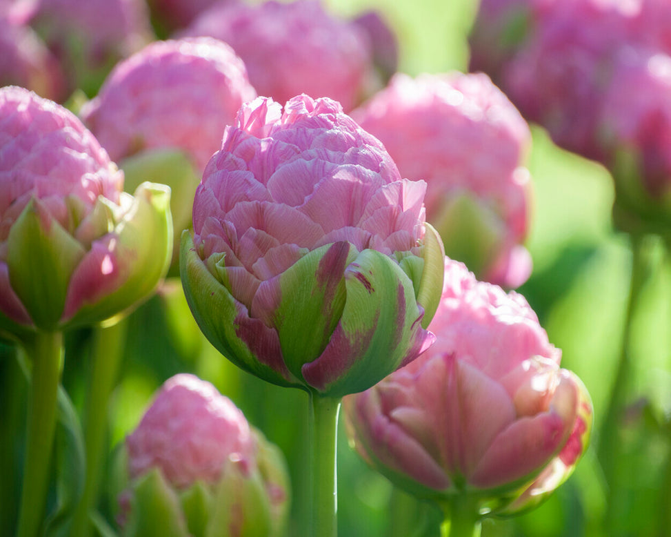 Tulip 'Strawberry Cream'