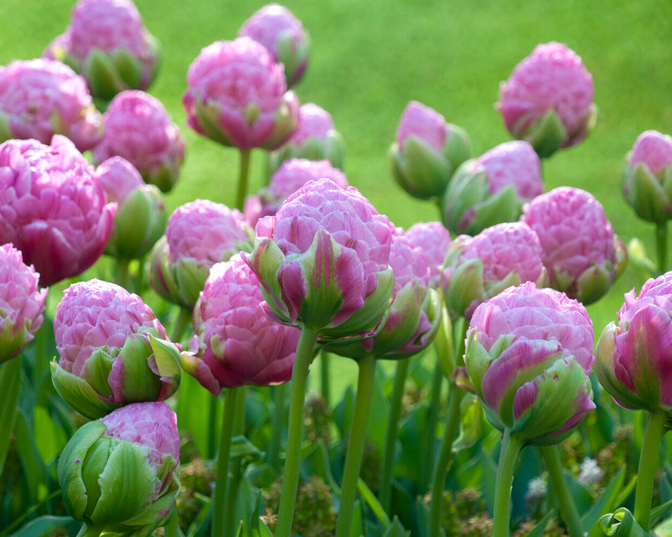 Tulip 'Strawberry Cream'