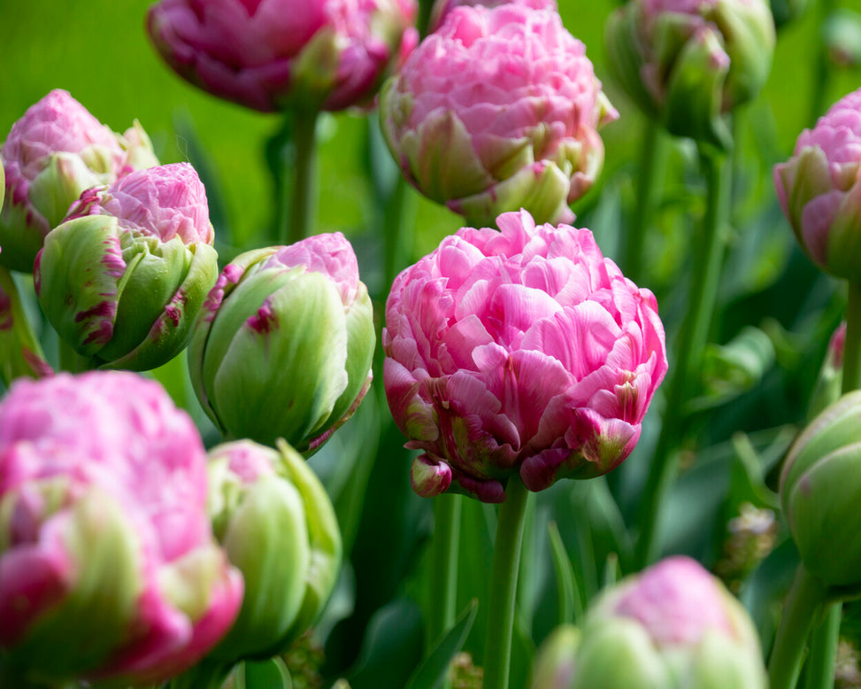 Tulip 'Strawberry Cream'