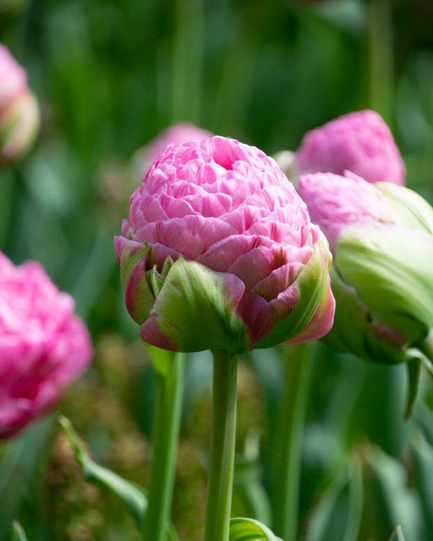 Tulip 'Strawberry Cream'