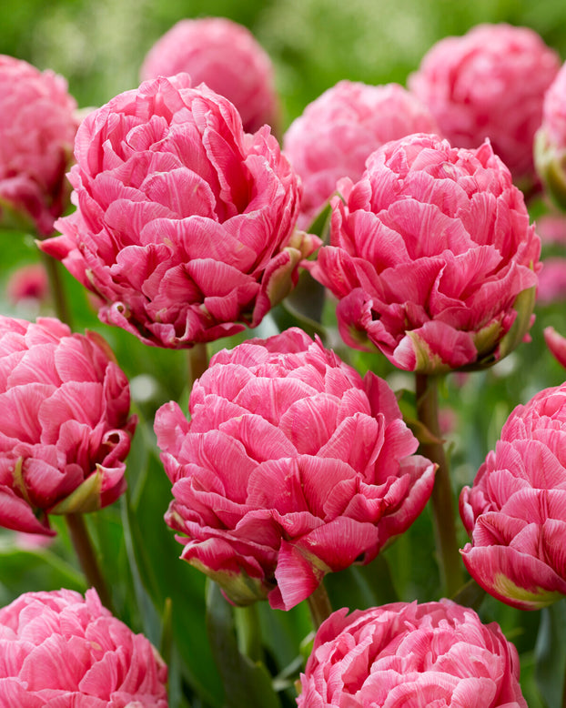 Tulip 'Strawberry Cream'