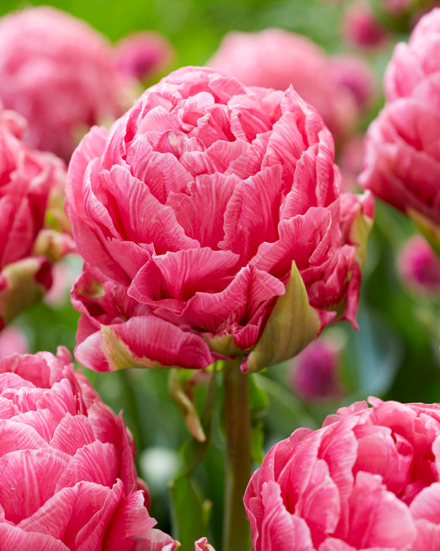 Tulip 'Strawberry Cream'