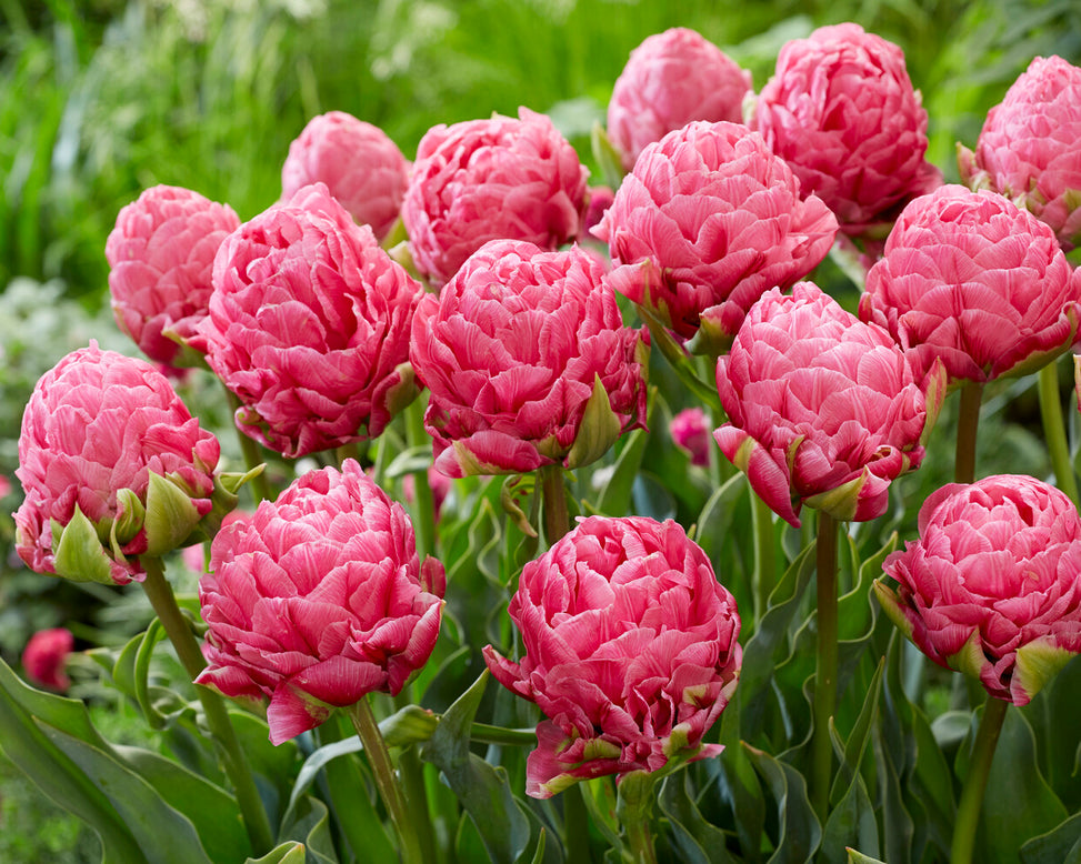 Tulip 'Strawberry Cream'