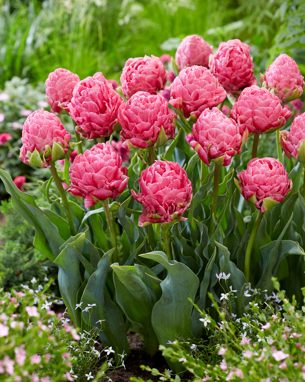 Tulip 'Strawberry Cream'