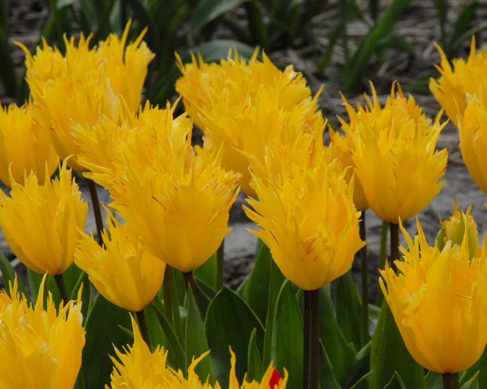 Tulip 'Sunny Leo'