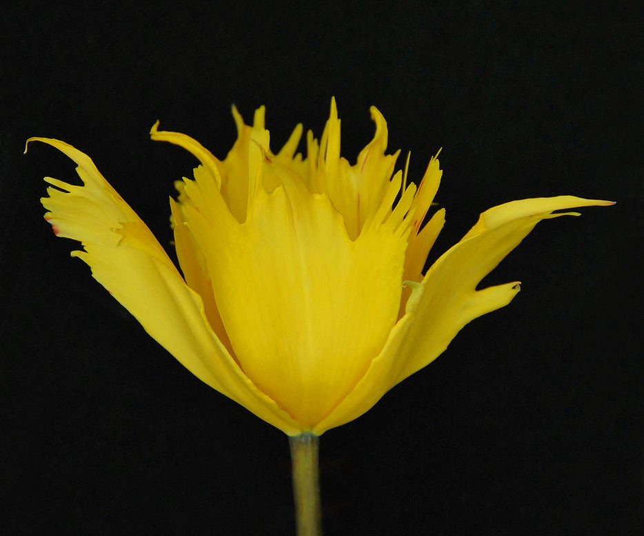 Tulip 'Sunny Leo'