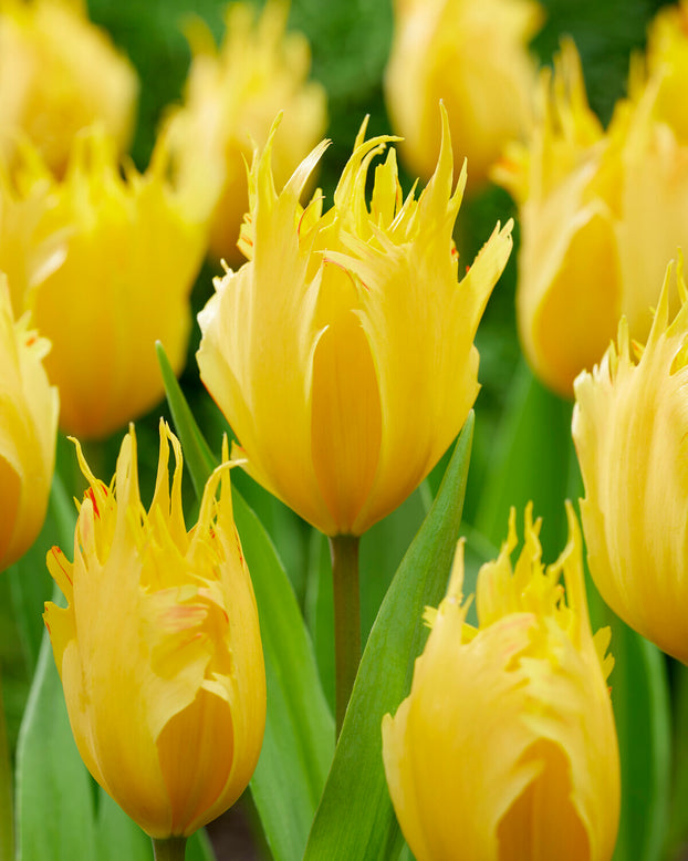 Tulip 'Sunny Leo'