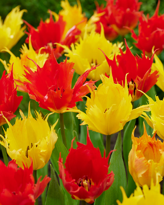 Tulip 'Sunny Leo'