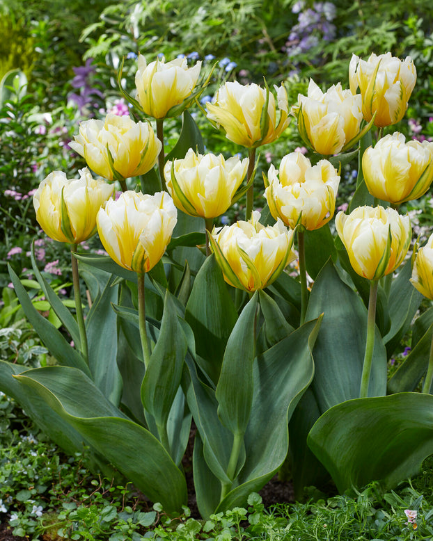 Tulip 'Sweet Valley'