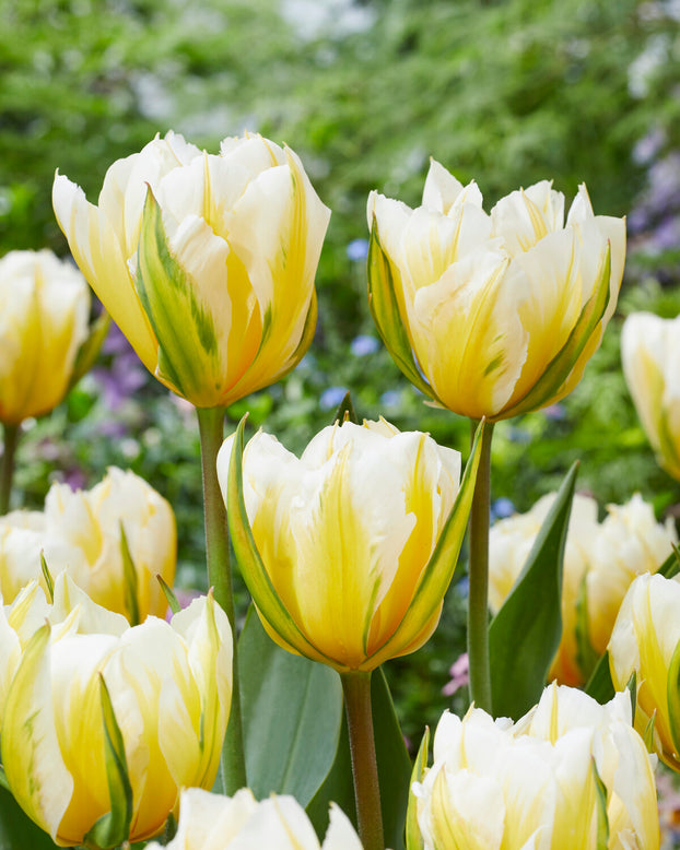 Tulip 'Sweet Valley'