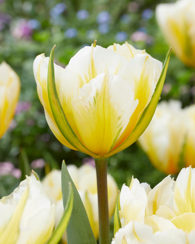 Tulip 'Sweet Valley'