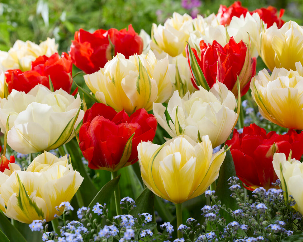 Tulip 'Sweet Valley'