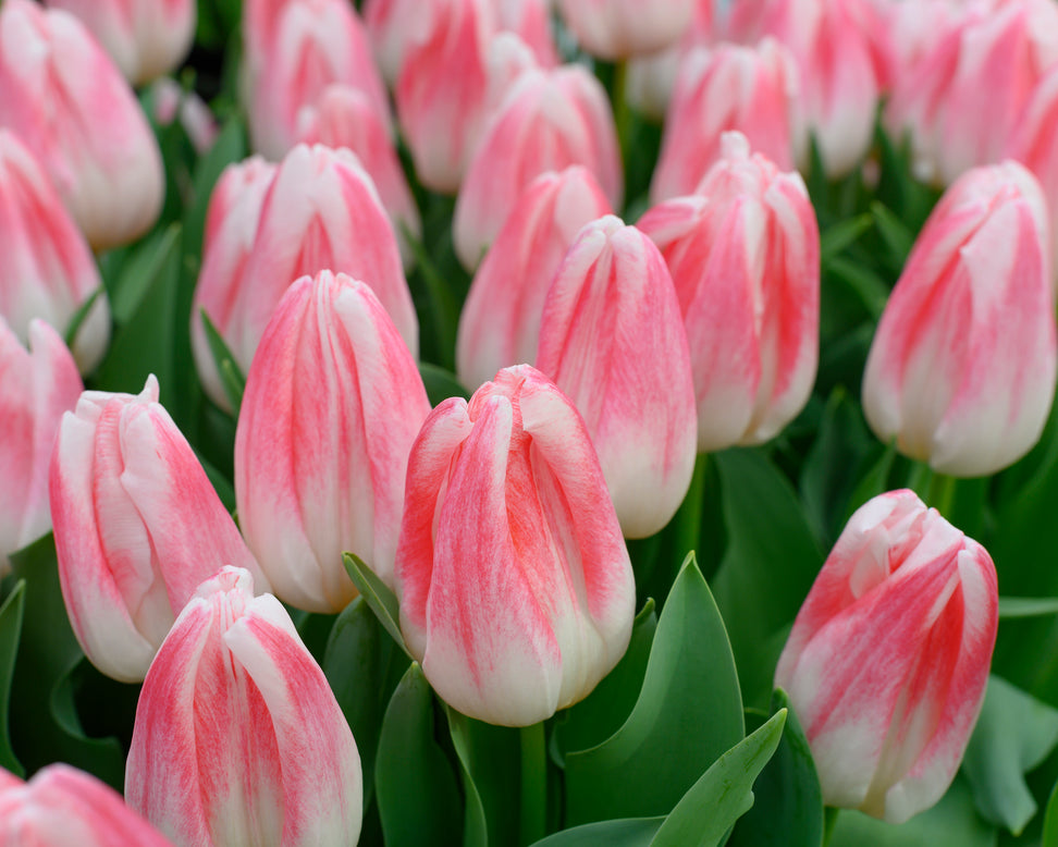 Tulip 'Kyoko Takahashi'