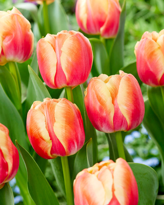 Tulip 'Tasmania'