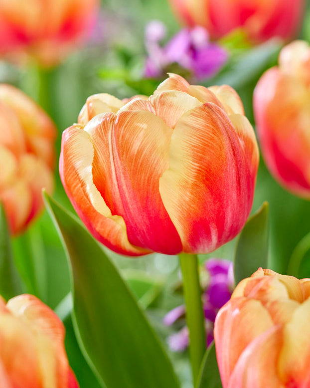 Tulip 'Tasmania'