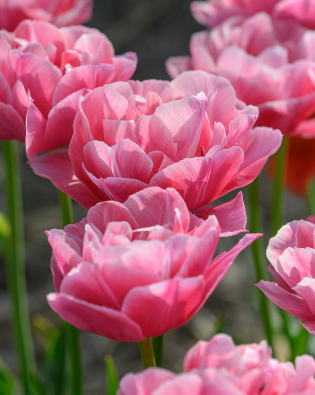 Tulip 'Vogue'