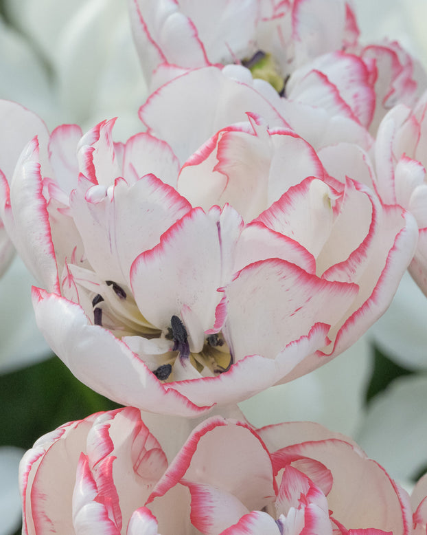 Tulip 'Wild Romance'